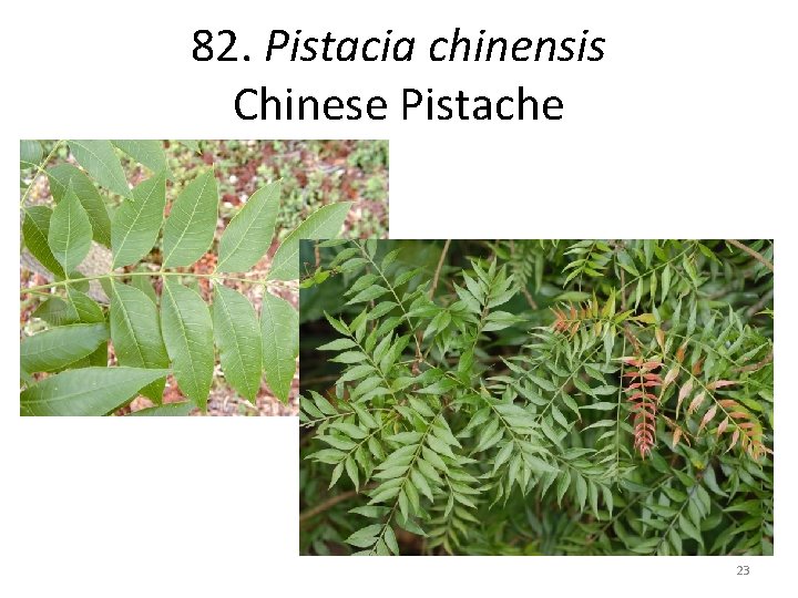 82. Pistacia chinensis Chinese Pistache 23 