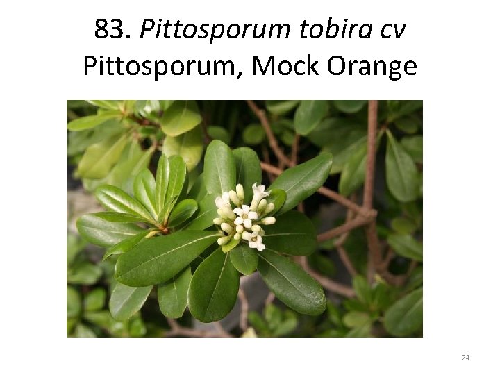 83. Pittosporum tobira cv Pittosporum, Mock Orange 24 