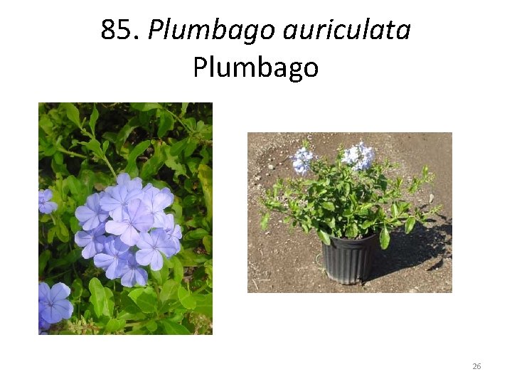 85. Plumbago auriculata Plumbago 26 