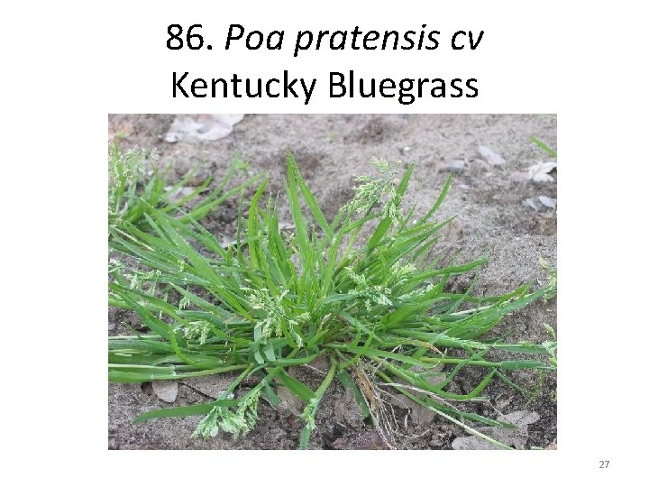 86. Poa pratensis cv Kentucky Bluegrass 27 