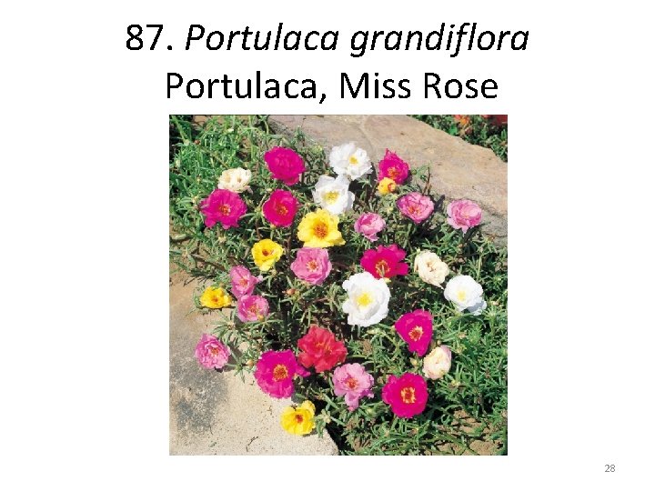 87. Portulaca grandiflora Portulaca, Miss Rose 28 