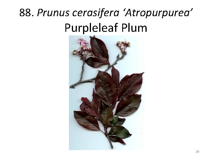 88. Prunus cerasifera ‘Atropurpurea’ Purpleleaf Plum 29 