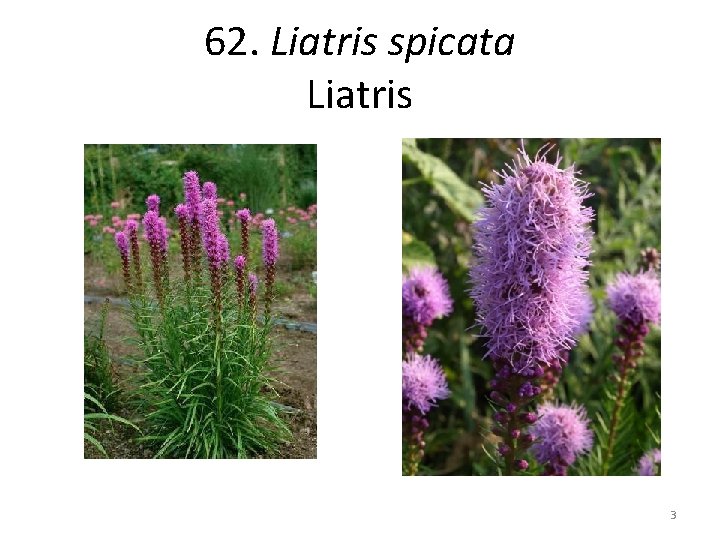 62. Liatris spicata Liatris 3 