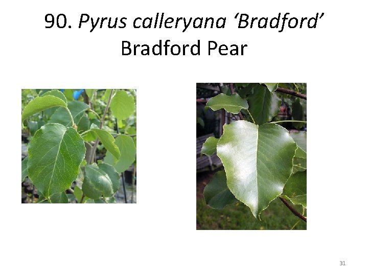 90. Pyrus calleryana ‘Bradford’ Bradford Pear 31 