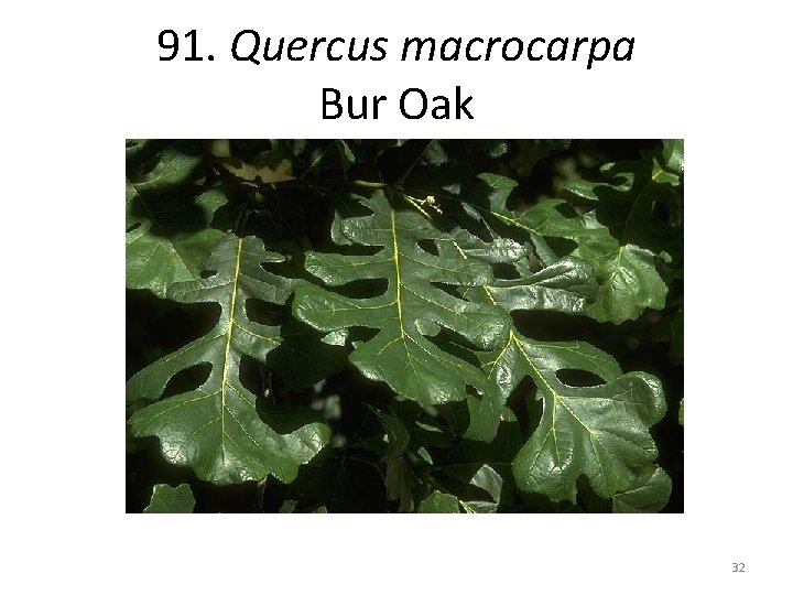 91. Quercus macrocarpa Bur Oak 32 
