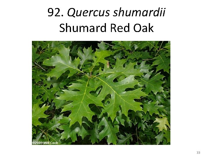 92. Quercus shumardii Shumard Red Oak 33 