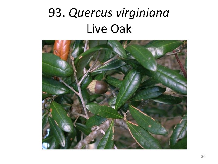 93. Quercus virginiana Live Oak 34 