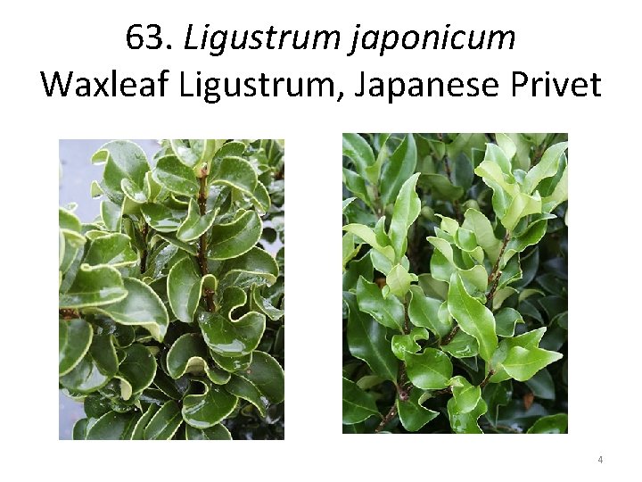 63. Ligustrum japonicum Waxleaf Ligustrum, Japanese Privet 4 