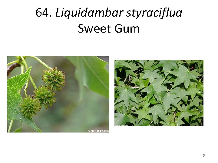 64. Liquidambar styraciflua Sweet Gum 5 