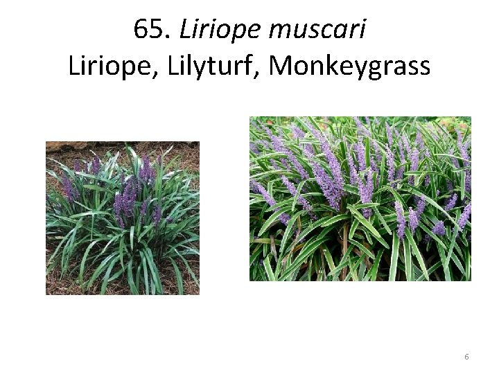 65. Liriope muscari Liriope, Lilyturf, Monkeygrass 6 