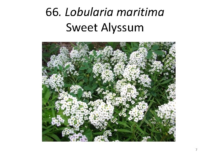 66. Lobularia maritima Sweet Alyssum 7 