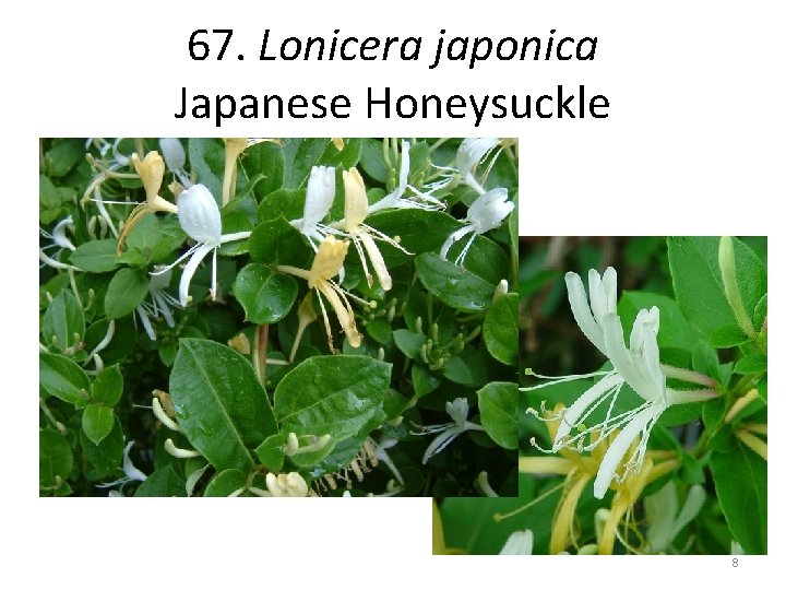 67. Lonicera japonica Japanese Honeysuckle 8 