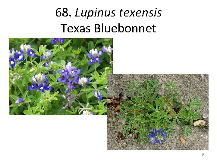 68. Lupinus texensis Texas Bluebonnet 9 