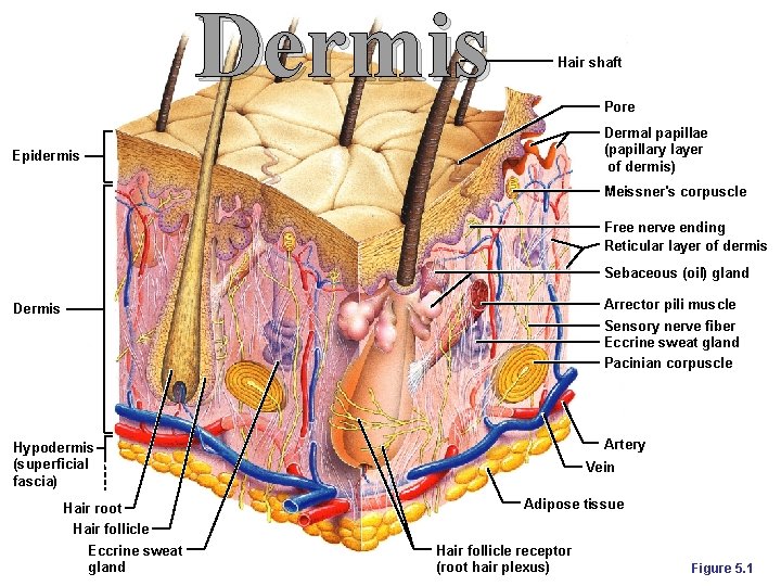 Dermis Hair shaft Pore Dermal papillae (papillary layer of dermis) Epidermis Meissner's corpuscle Free Dermis Hair shaft Pore Dermal papillae (papillary layer of dermis) Epidermis Meissner's corpuscle Free