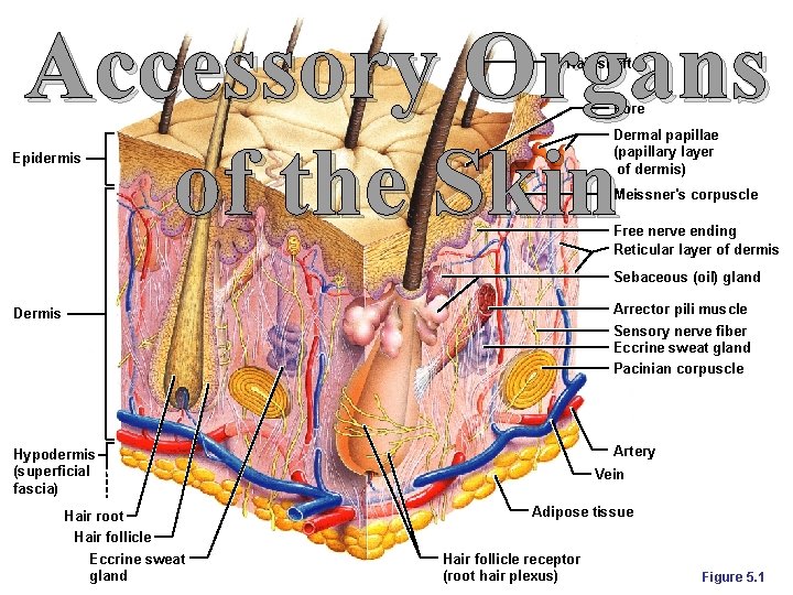 Accessory Organs of the Skin Hair shaft Pore Dermal papillae (papillary layer of dermis) Accessory Organs of the Skin Hair shaft Pore Dermal papillae (papillary layer of dermis)