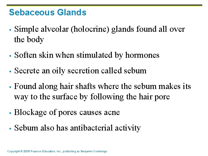 Sebaceous Glands § Simple alveolar (holocrine) glands found all over the body § Soften Sebaceous Glands § Simple alveolar (holocrine) glands found all over the body § Soften