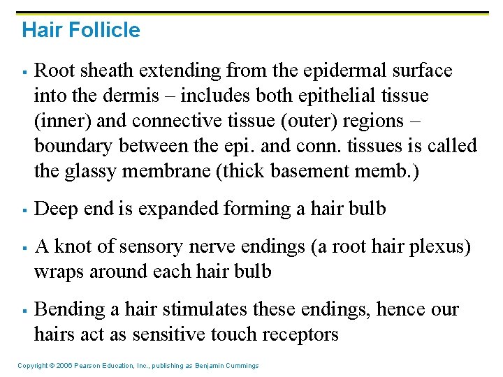 Hair Follicle § § Root sheath extending from the epidermal surface into the dermis Hair Follicle § § Root sheath extending from the epidermal surface into the dermis