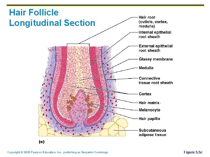 Hair Follicle Longitudinal Section Copyright © 2006 Pearson Education, Inc. , publishing as Benjamin Hair Follicle Longitudinal Section Copyright © 2006 Pearson Education, Inc. , publishing as Benjamin