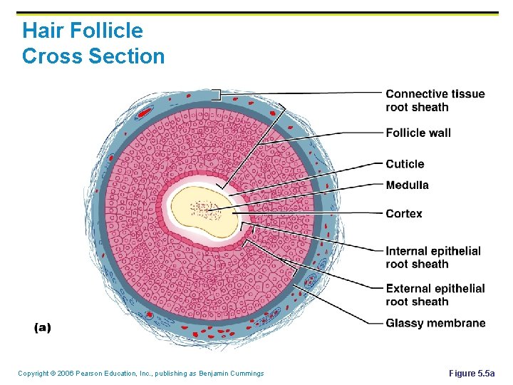 Hair Follicle Cross Section Copyright © 2006 Pearson Education, Inc. , publishing as Benjamin Hair Follicle Cross Section Copyright © 2006 Pearson Education, Inc. , publishing as Benjamin