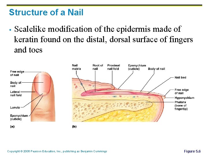 Structure of a Nail § Scalelike modification of the epidermis made of keratin found Structure of a Nail § Scalelike modification of the epidermis made of keratin found
