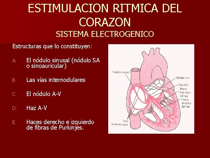 ESTIMULACION RITMICA DEL CORAZON SISTEMA ELECTROGENICO Estructuras que lo constituyen: A. El nódulo sinusal