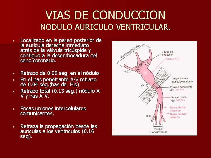 VIAS DE CONDUCCION NODULO AURICULO VENTRICULAR. • Localizado en la pared posterior de la