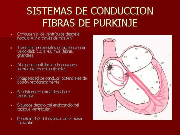 SISTEMAS DE CONDUCCION FIBRAS DE PURKINJE • Conducen a los ventrículos desde el nódulo
