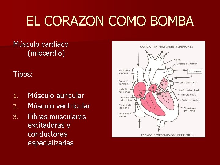 EL CORAZON COMO BOMBA Músculo cardiaco (miocardio) Tipos: 1. 2. 3. Músculo auricular Músculo
