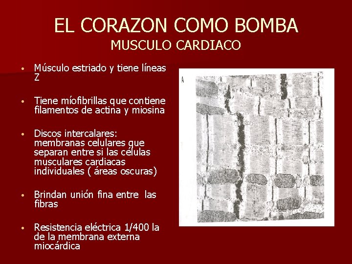 EL CORAZON COMO BOMBA MUSCULO CARDIACO • Músculo estriado y tiene líneas Z •