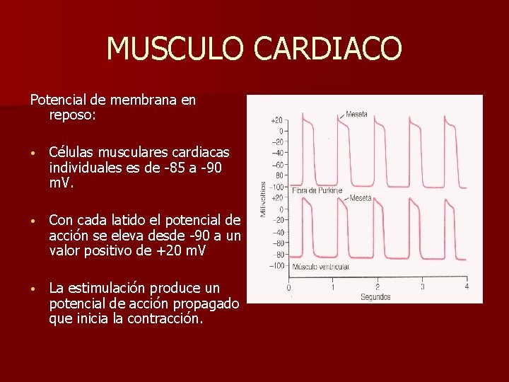 MUSCULO CARDIACO Potencial de membrana en reposo: • Células musculares cardiacas individuales es de