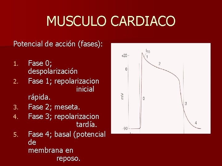 MUSCULO CARDIACO Potencial de acción (fases): 1. 2. 3. 4. 5. Fase 0; despolarización