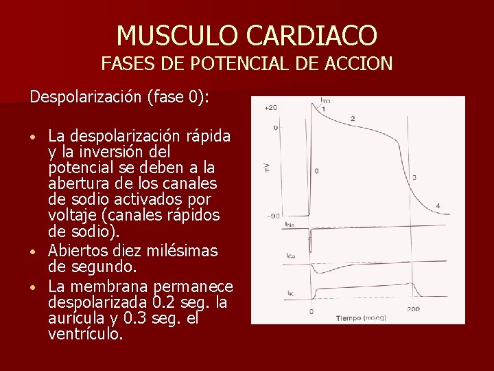 MUSCULO CARDIACO FASES DE POTENCIAL DE ACCION Despolarización (fase 0): La despolarización rápida y
