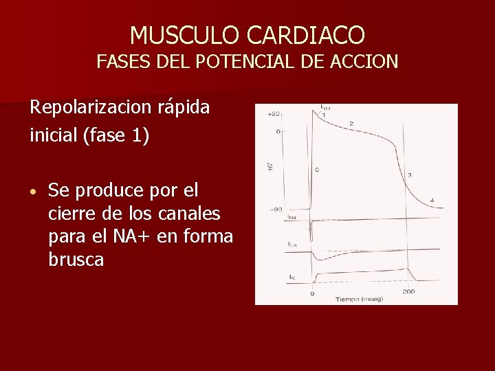 MUSCULO CARDIACO FASES DEL POTENCIAL DE ACCION Repolarizacion rápida inicial (fase 1) • Se