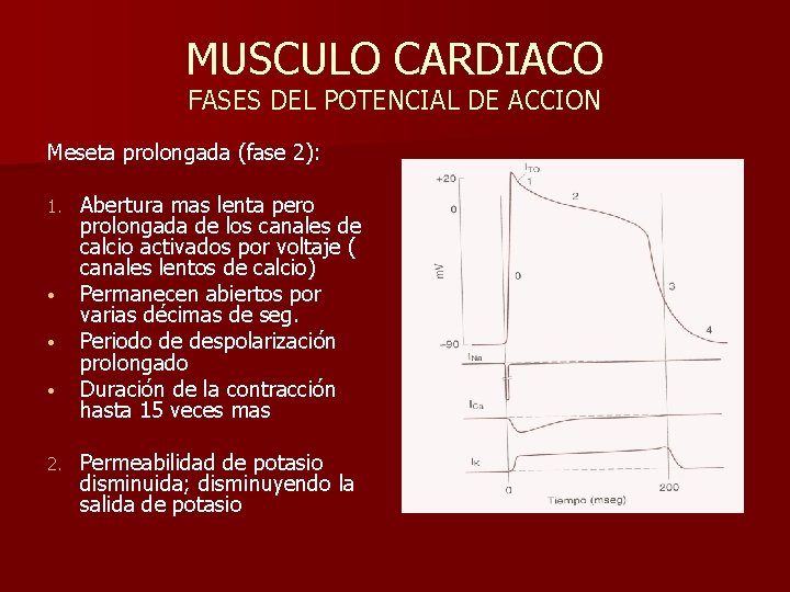 MUSCULO CARDIACO FASES DEL POTENCIAL DE ACCION Meseta prolongada (fase 2): 1. • •