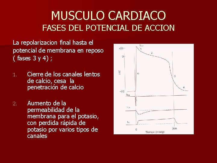 MUSCULO CARDIACO FASES DEL POTENCIAL DE ACCION La repolarizacion final hasta el potencial de
