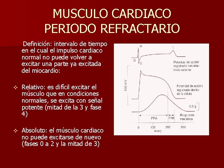 MUSCULO CARDIACO PERIODO REFRACTARIO Definición: intervalo de tiempo en el cual el impulso cardiaco