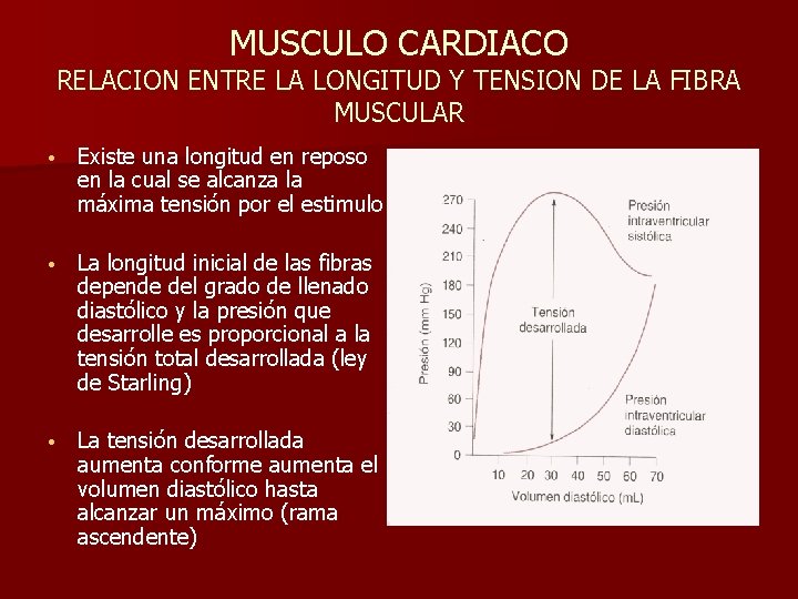 MUSCULO CARDIACO RELACION ENTRE LA LONGITUD Y TENSION DE LA FIBRA MUSCULAR • Existe