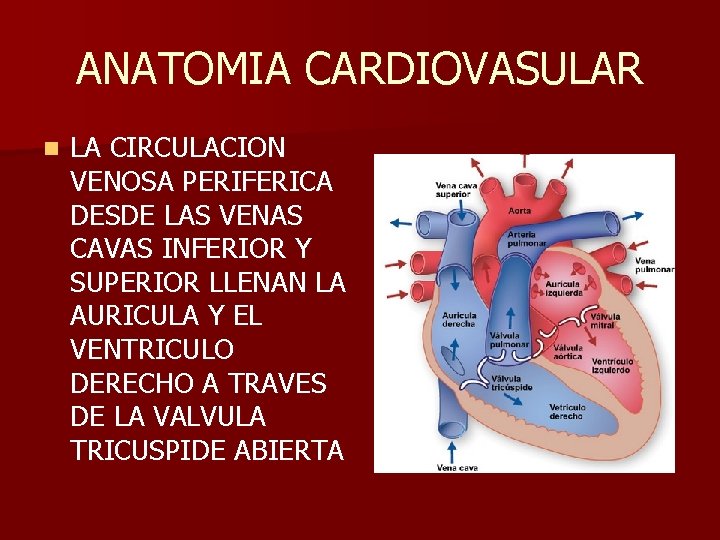 ANATOMIA CARDIOVASULAR n LA CIRCULACION VENOSA PERIFERICA DESDE LAS VENAS CAVAS INFERIOR Y SUPERIOR