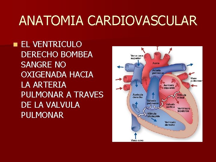 ANATOMIA CARDIOVASCULAR n EL VENTRICULO DERECHO BOMBEA SANGRE NO OXIGENADA HACIA LA ARTERIA PULMONAR