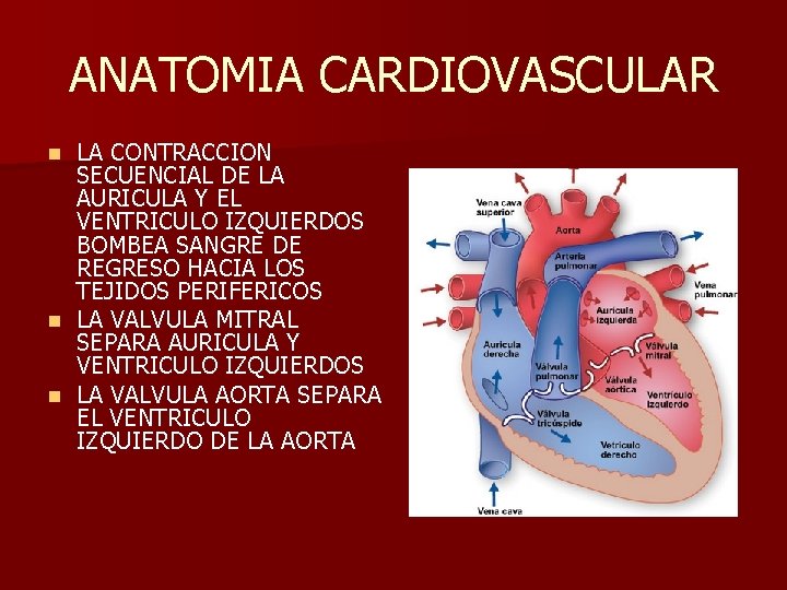 ANATOMIA CARDIOVASCULAR LA CONTRACCION SECUENCIAL DE LA AURICULA Y EL VENTRICULO IZQUIERDOS BOMBEA SANGRE