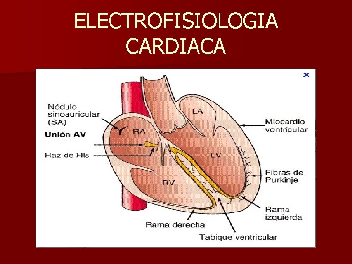 ELECTROFISIOLOGIA CARDIACA 