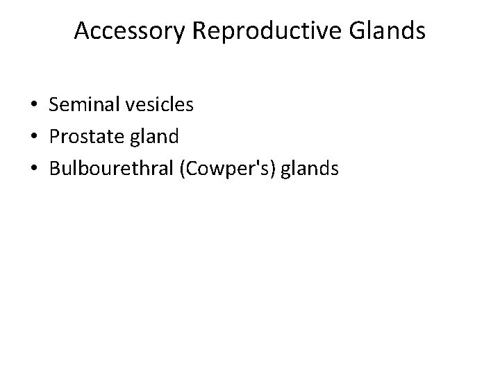 Accessory Reproductive Glands • Seminal vesicles • Prostate gland • Bulbourethral (Cowper's) glands 