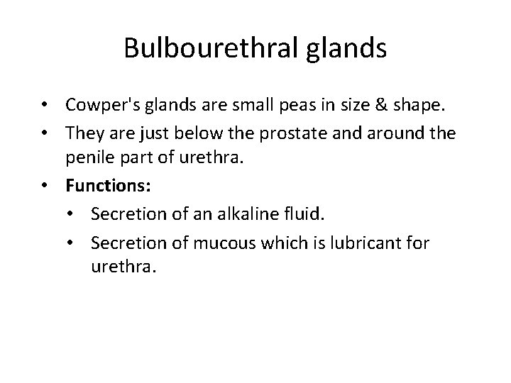 Bulbourethral glands • Cowper's glands are small peas in size & shape. • They