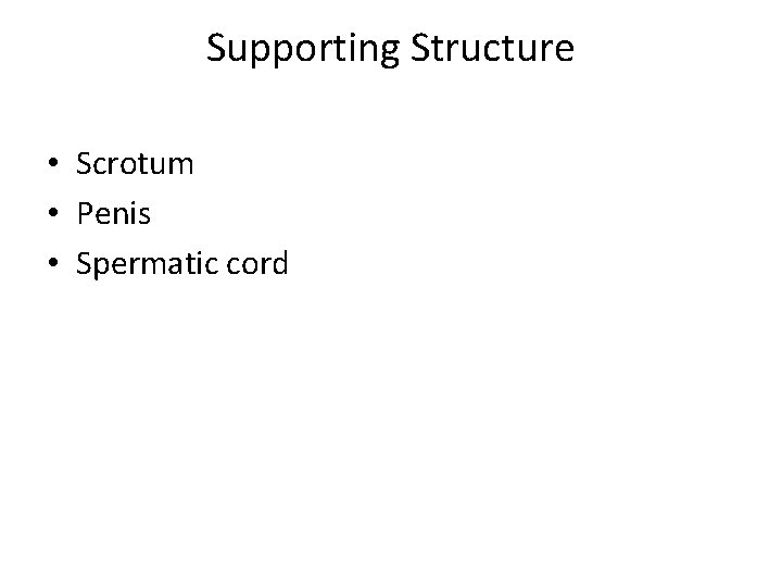 Supporting Structure • Scrotum • Penis • Spermatic cord 