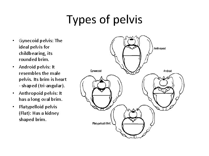 Types of pelvis • Gynecoid pelvis: The ideal pelvis for childbearing, its rounded brim.