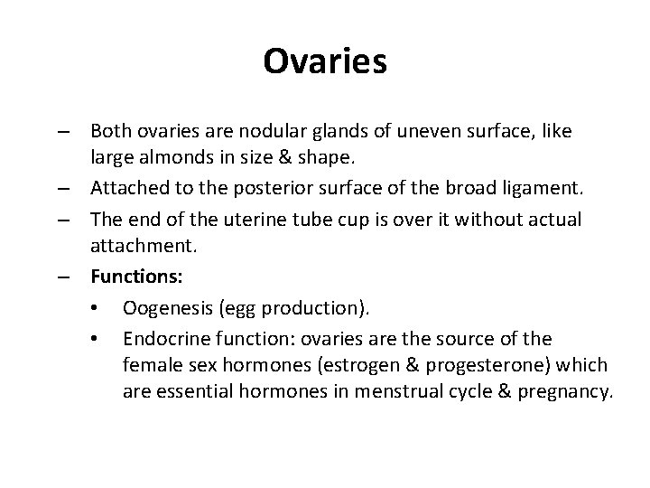 Ovaries – Both ovaries are nodular glands of uneven surface, like large almonds in
