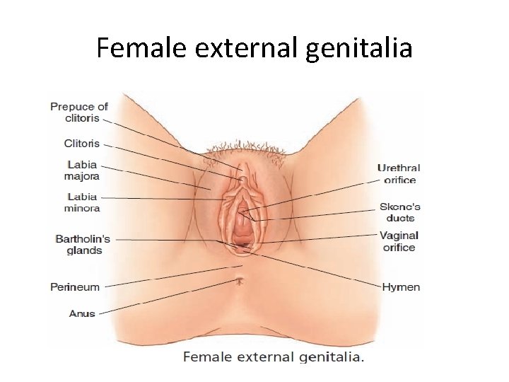 Female external genitalia 