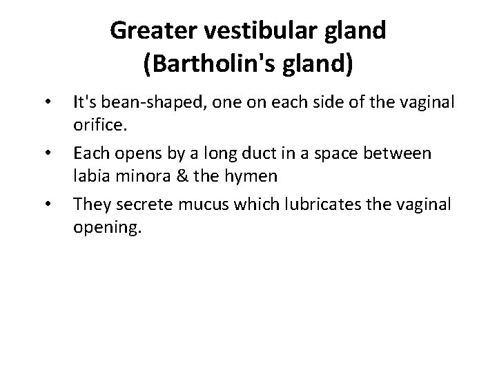 Greater vestibular gland (Bartholin's gland) • • • It's bean-shaped, one on each side