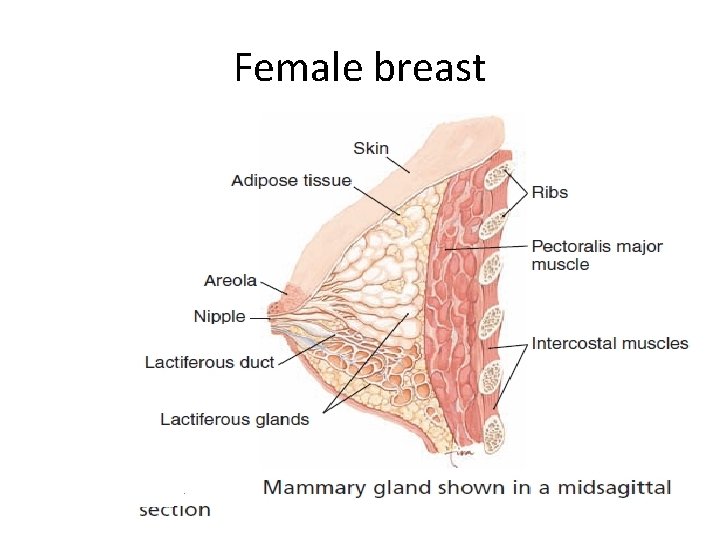 Female breast 