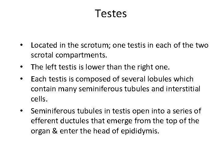 Testes • Located in the scrotum; one testis in each of the two scrotal